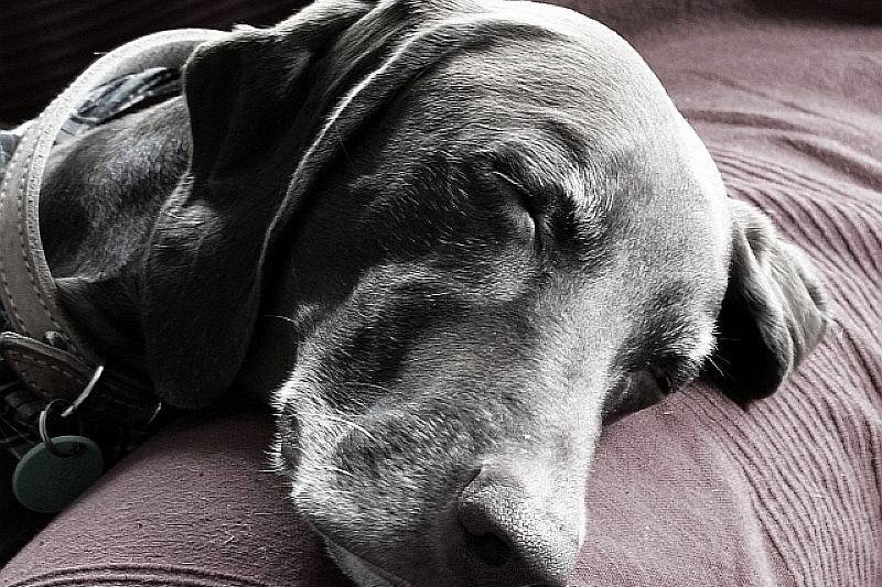 pet dementia how to prevent it