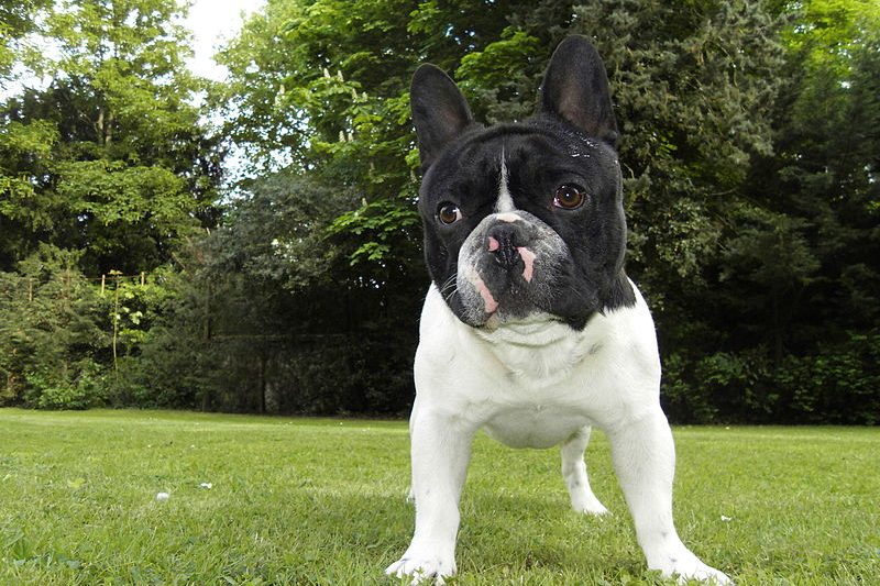 How Fireworks Can Cause Your Pets To Go Missing