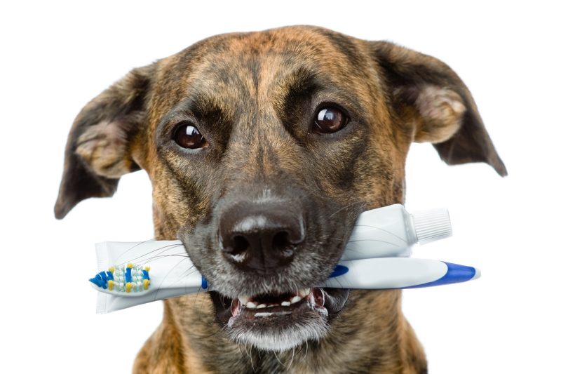 The Importance of Pet Dental Care at La Habra Veterinarian