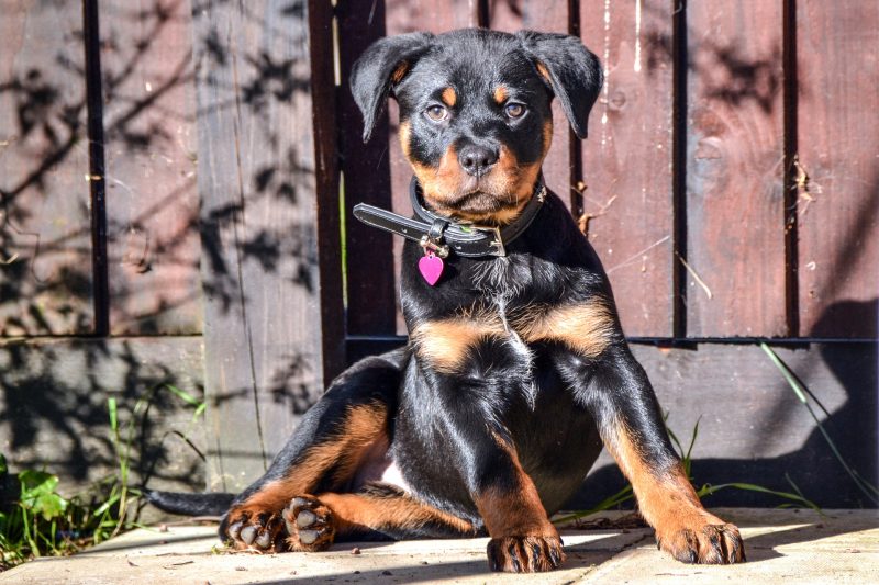 Puppies and Parvo What Every New Puppy Owner Should Know