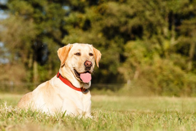 Warm Weather Pet Safety