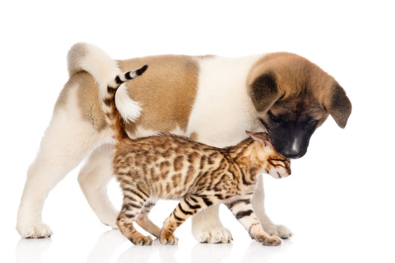 Why Many People Choose To Spay Neuter Their Pets