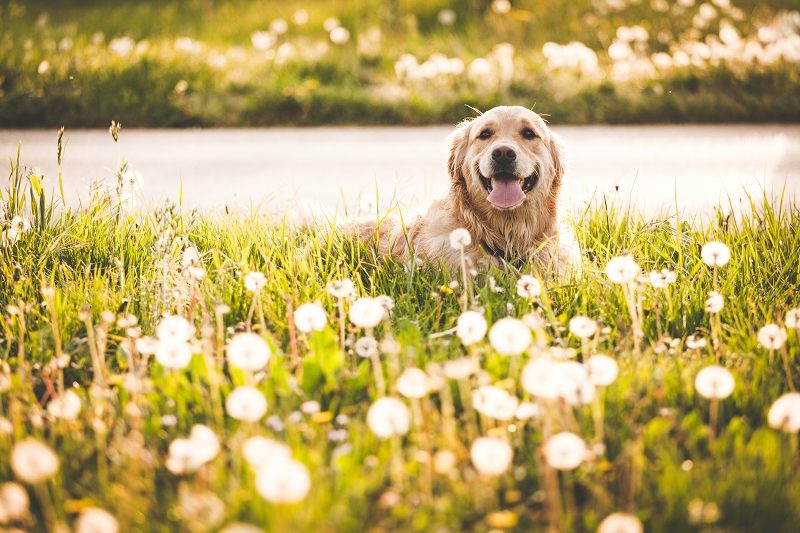 Can My Dog Have Allergies?
