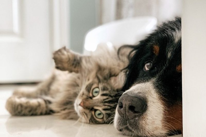 External Parasites and Prevention