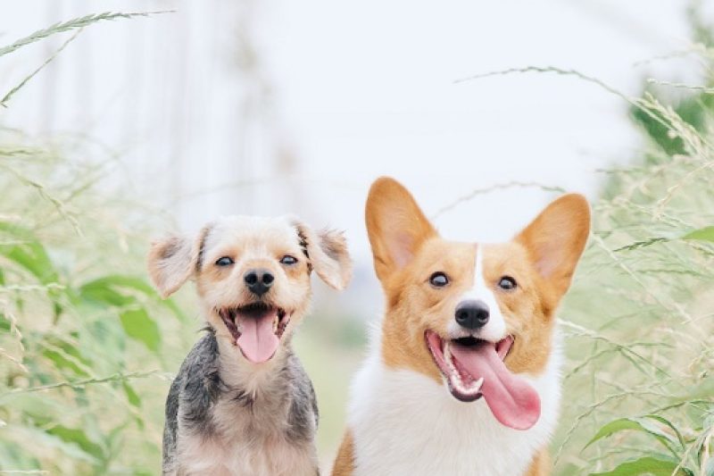 Keeping Your Pet Cool During Summer